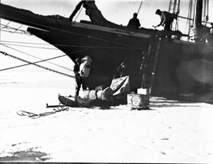 Image: Loading sledge under the Morrissey's bow